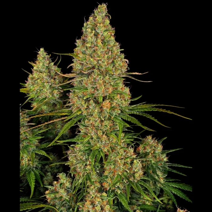 SENSI SEEDS RESEARCH - STICKY ORANGE XXL AUTO FEM - Image 1