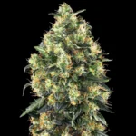 SENSI SEEDS BANK - SUPER SKUNK AUTO FEM