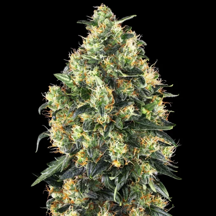 SENSI SEEDS BANK - SUPER SKUNK AUTO FEM - Image 1