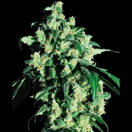 SENSI SEEDS BANK - SUPER SKUNK FEM