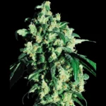 SENSI SEEDS BANK - SUPER SKUNK REG | 10 SEEDS