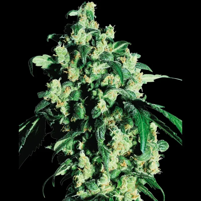 SENSI SEEDS BANK - SUPER SKUNK REG | 10 SEEDS - Image 1