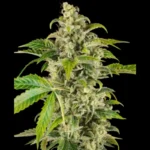 SENSI SEEDS RESEARCH - SWEET & SOUR CREAM AUTOMATIC