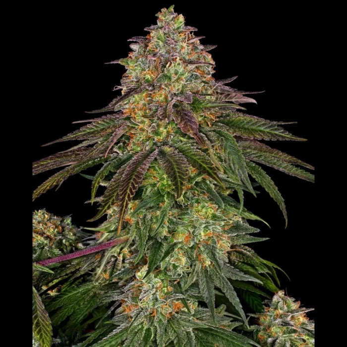 SENSI SEEDS BANK - SWEET CHERRY KUSH FEM – Image 1