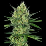 SENSI SEEDS BANK - TANGERINE SUGAR FEM
