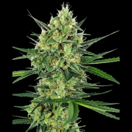 BANCO DE SEMILLAS SENSI - TANGERINE SUGAR FEM