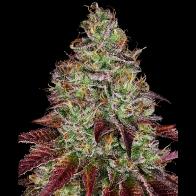 SS_tezla_og_fem_plant.webp SENSI SEEDS RESEARCH - TEZLA OG FEM – Image 1