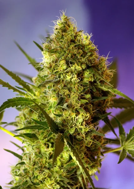 SWEET SEEDS - BIG DEVIL#2 AUTO® FEM (SWS29) Available while stocks last