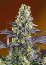 SWEET SEEDS - SWEET ZENZATION® (SWS84) FEM Available while stocks last
