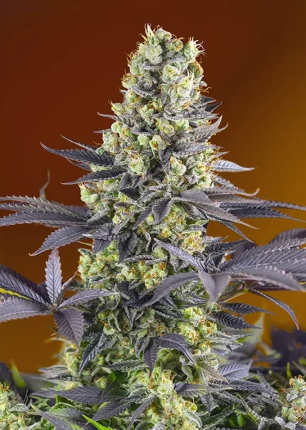 SWEET SEEDS - SWEET ZENZATION® (SWS84) FEM Available while stocks last
