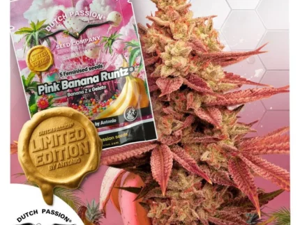 pink_banana_runtz_fem_plant