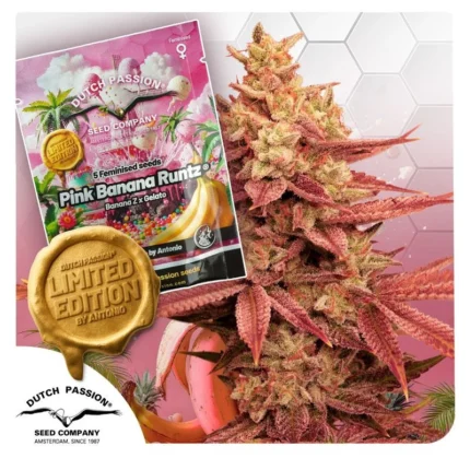 DUTCH PASSION - PINK BANANA RUNTZ FEM (LIMITED EDITION)