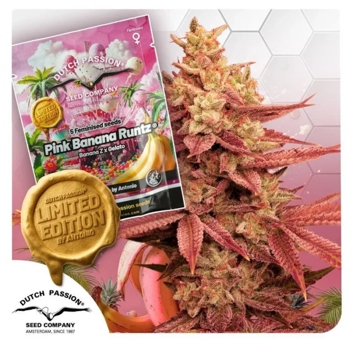 DUTCH PASSION - PINK BANANA RUNTZ FEM (LIMITED EDITION) - immagine 1
