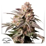 DUTCH PASSION - SLUSH MINT CAKE FEM