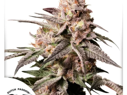 slush_mint_cake_plant.
