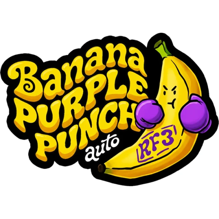 FAST BUDS - BANANA PURPLE PUNCH AUTO RF3 FEM - immagine 2