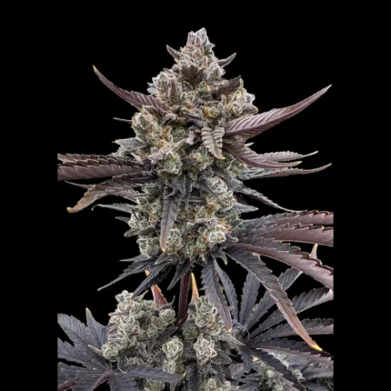 FAST BUDS - BANANA PURPLE PUNCH AUTO RF3 FEM