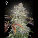 GREEN HOUSE SEED CO. - ALIENZ FEM