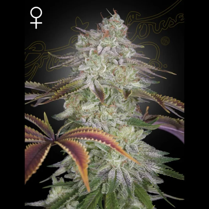 GREEN HOUSE SEED CO. - ALIENZ FEM – Bild 1