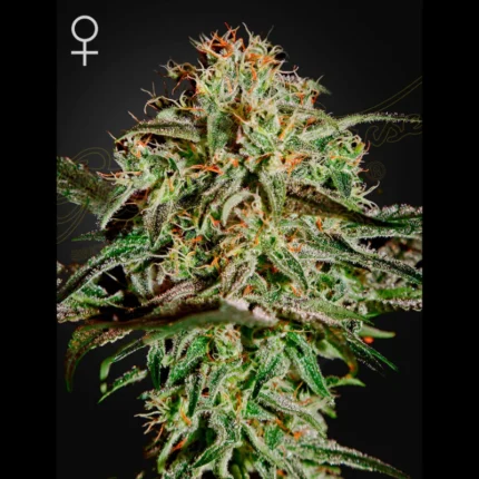 GREEN HOUSE SEED CO. - AMS FEM