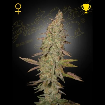 GREEN HOUSE SEED CO. - ARJAN'S ULTRA HAZE 1 FEM - immagine 1