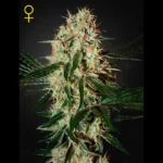 GREEN HOUSE SEED CO. - ARJAN'S HAZE 3 FEM