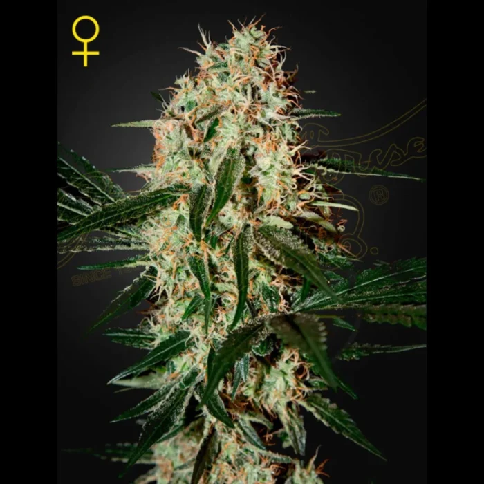 GREEN HOUSE SEED CO. - ARJAN'S HAZE 3 FEM – Bild 1