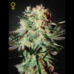 GREEN HOUSE SEED CO. - ARJAN'S STRAWBERRY HAZE FEM