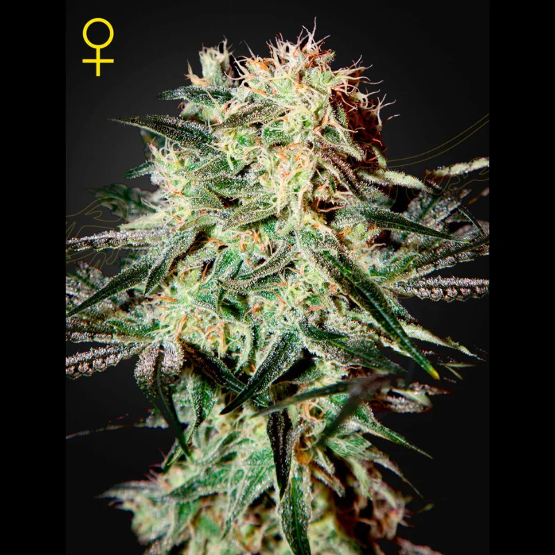 GHS_arjans_strawberry_haze_fem_plant.webp GREEN HOUSE SEED CO. - ARJAN'S STRAWBERRY HAZE FEM - immagine 1