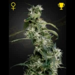 GREEN HOUSE SEED CO. - ARJAN'S ULTRA HAZE 2 (MANGO HAZE) FEM | 5 GRAINES
