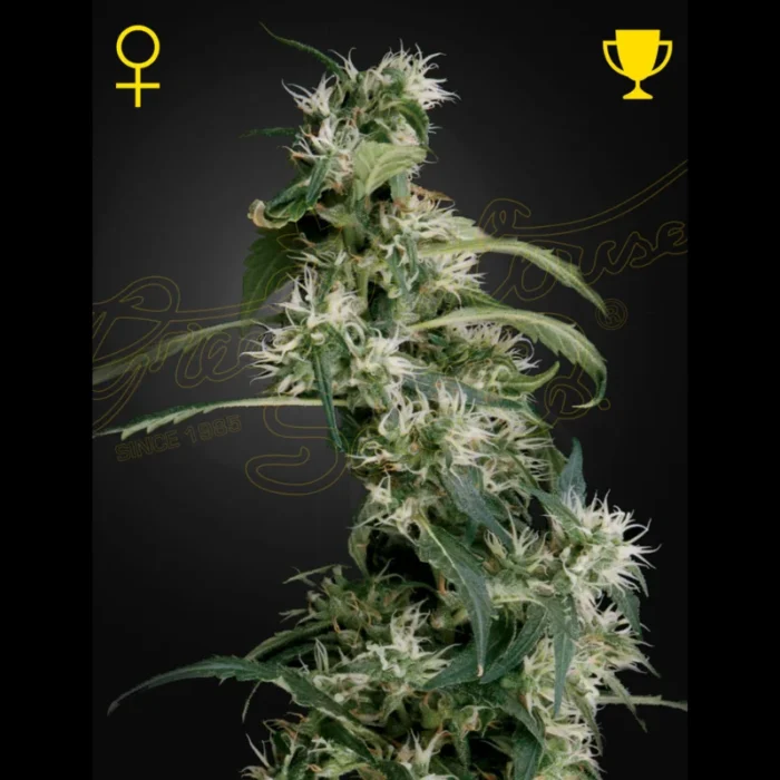 GREEN HOUSE SEED CO. - ARJAN'S ULTRA HAZE 2 (MANGO HAZE) FEM – Bild 1