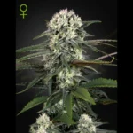 GREEN HOUSE SEED CO. - AUTO BOMB FEM | 5 GRAINES