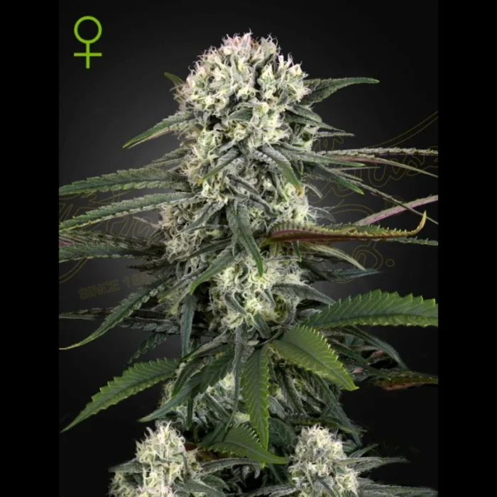 GREEN HOUSE SEED CO. - AUTO BOMB FEM – Bild 1