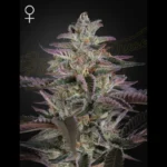 GREEN HOUSE SEED CO. - BANANA KRUMBLE FEM