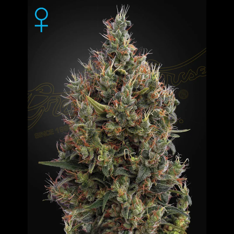 GHS_big_bang_auto_plant.webp GREEN HOUSE SEED CO. - BIG BANG AUTO FEM - immagine 1