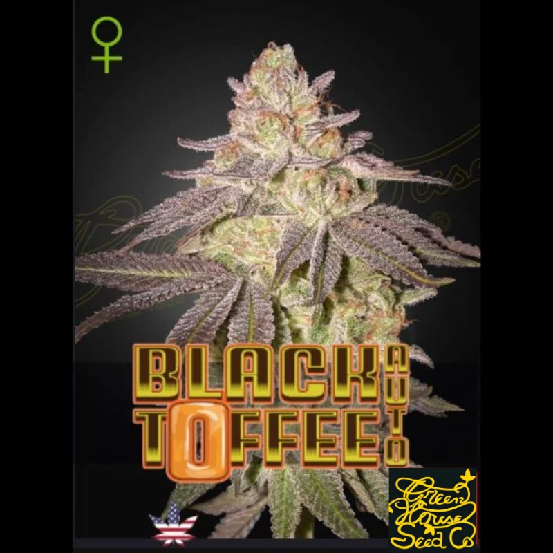 GHS_black_toffee_auto_plant.webp GREEN HOUSE SEED CO. - BLACK TOFFEE AUTO FEM – Bild 1