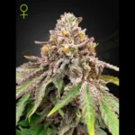 GREEN HOUSE SEED CO. - BLUE HAZE X ICE CREAM #41 AUTOFLOWERING FEM
