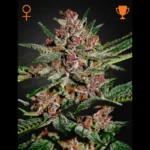 GREEN HOUSE SEED CO. - BUBBA KUSH FEM | 5 GRAINES