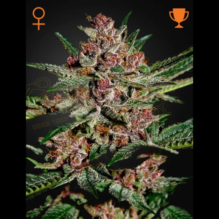 GREEN HOUSE SEED CO. - BUBBA KUSH FEM – Bild 1
