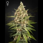 GREEN HOUSE SEED CO. - BUBBA SLUSH FEM