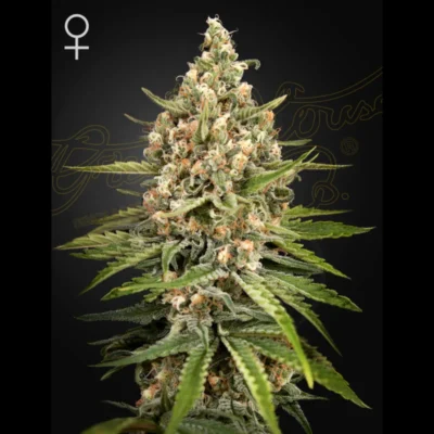 GHS_bubba_slush_fem_plant.webp GREEN HOUSE SEED CO. - BUBBA SLUSH FEM - immagine 1