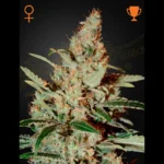 GREEN HOUSE SEED CO. - CHEMDOG FEM