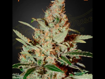 GREEN HOUSE SEED CO. - CHEMDOG FEM