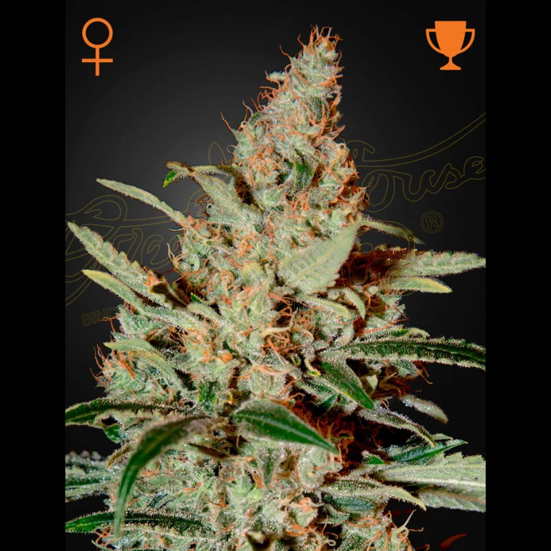 GHS_chemdog_fem_plant.webp GREEN HOUSE SEED CO. - CHEMDOG FEM – Image 1