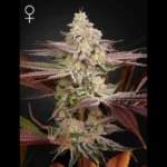 GREEN HOUSE SEED CO. - CHEMICAL BRIDE FEM