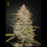 GREEN HOUSE SEED CO. - CHEMICAL CANDY AUTO FEM