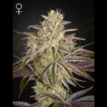 GREEN HOUSE SEED CO. - CLOUD WALKER FEM