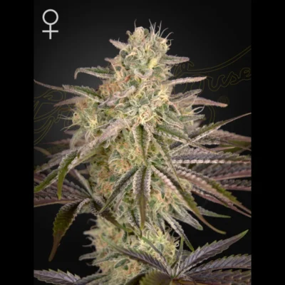 GHS_cloud_walker_fem_plant.webp GREEN HOUSE SEED CO. - CLOUD WALKER FEM - immagine 1
