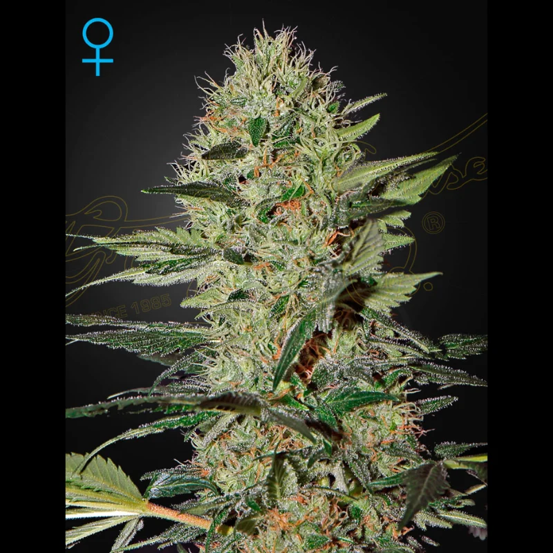 GHS_exodus_cheese_auto_plant.webp GREEN HOUSE SEED CO. - EXODUS CHEESE AUTO FEM - Imagen 1