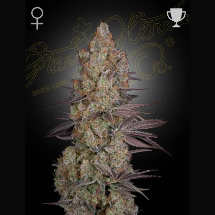 GREEN HOUSE SEED CO. - EXODUS CHEESE FEM – Bild 1